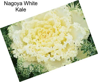 Nagoya White Kale