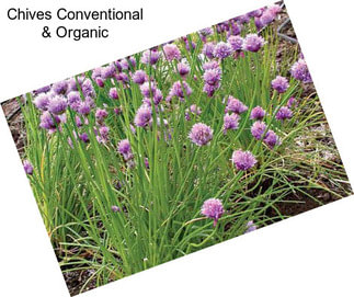 Chives Conventional & Organic