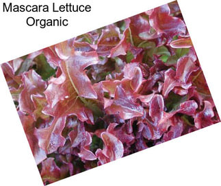 Mascara Lettuce Organic