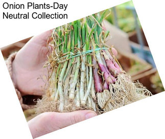 Onion Plants-Day Neutral Collection