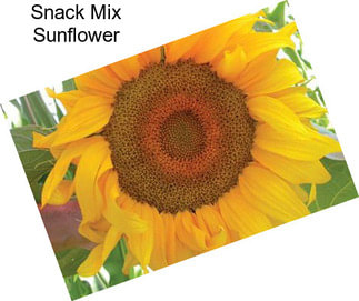 Snack Mix Sunflower