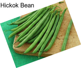 Hickok Bean