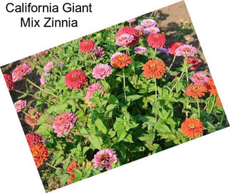 California Giant Mix Zinnia