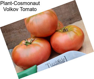 Plant-Cosmonaut Volkov Tomato