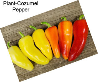 Plant-Cozumel Pepper