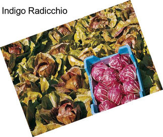 Indigo Radicchio