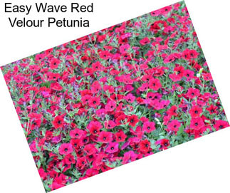 Easy Wave Red Velour Petunia