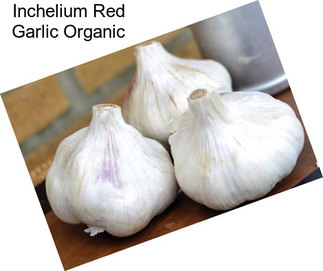 Inchelium Red Garlic Organic