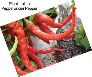 Plant-Italian Pepperoncini Pepper