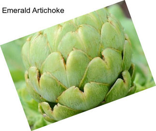 Emerald Artichoke