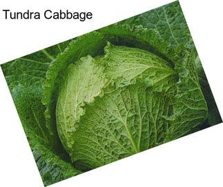 Tundra Cabbage