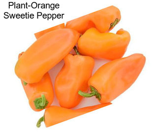 Plant-Orange Sweetie Pepper