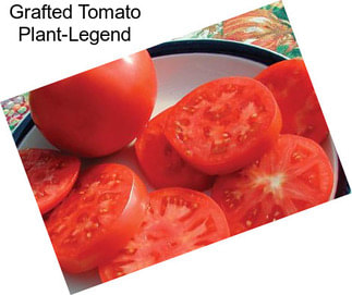 Grafted Tomato Plant-Legend