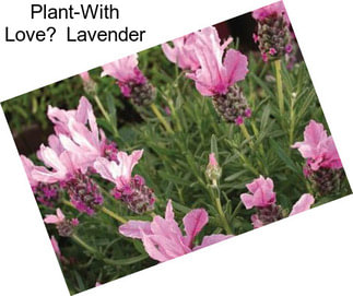 Plant-With Love Lavender