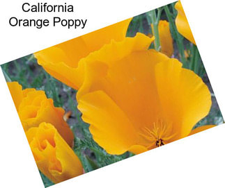 California Orange Poppy