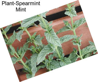 Plant-Spearmint Mint