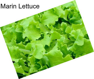 Marin Lettuce