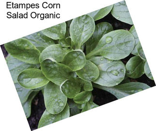 Etampes Corn Salad Organic