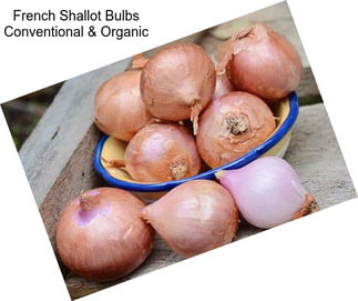 French Shallot Bulbs Conventional & Organic