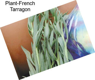 Plant-French Tarragon