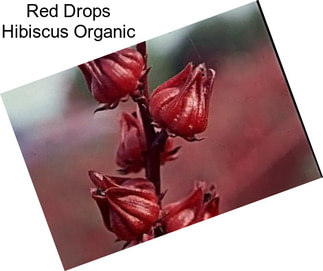 Red Drops Hibiscus Organic