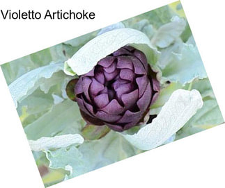Violetto Artichoke