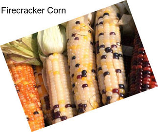 Firecracker Corn