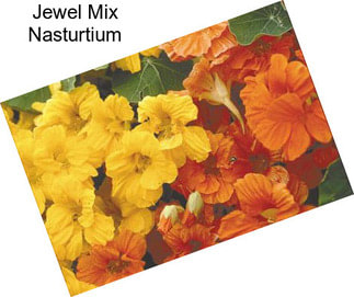 Jewel Mix Nasturtium