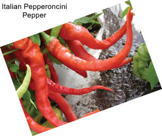 Italian Pepperoncini Pepper