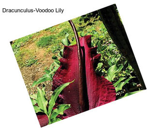 Dracunculus-Voodoo Lily