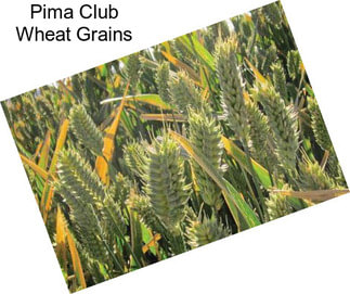 Pima Club Wheat Grains