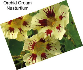 Orchid Cream Nasturtium