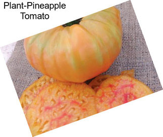 Plant-Pineapple Tomato