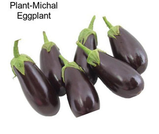 Plant-Michal Eggplant