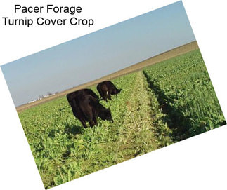 Pacer Forage Turnip Cover Crop