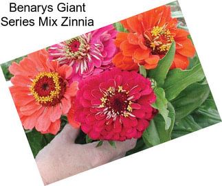 Benarys Giant Series Mix Zinnia