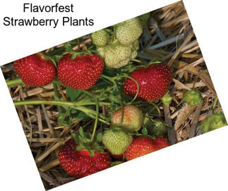 Flavorfest Strawberry Plants