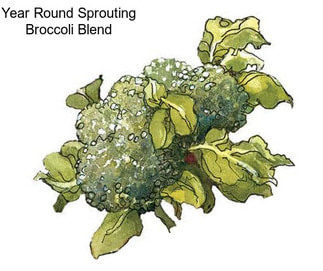 Year Round Sprouting Broccoli Blend