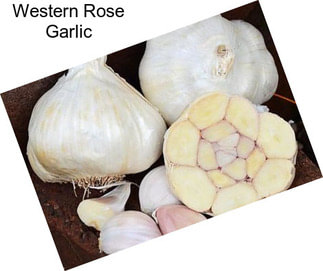 Western Rose Garlic