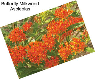 Butterfly Milkweed Asclepias