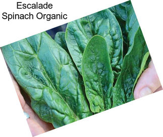 Escalade Spinach Organic