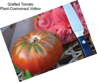 Grafted Tomato Plant-Cosmonaut Volkov