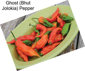 Ghost (Bhut Jolokia) Pepper