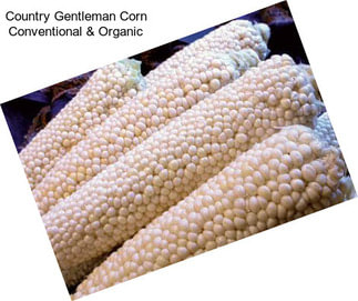 Country Gentleman Corn Conventional & Organic