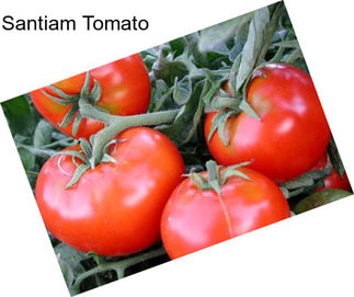 Santiam Tomato