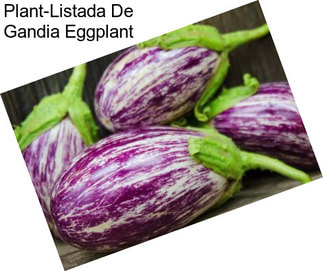 Plant-Listada De Gandia Eggplant