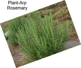 Plant-Arp Rosemary