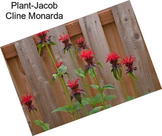 Plant-Jacob Cline Monarda