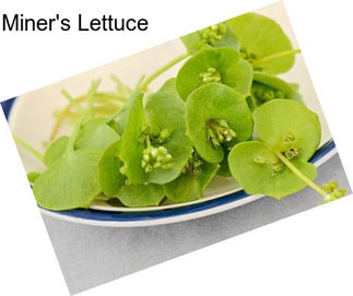 Miner\'s Lettuce