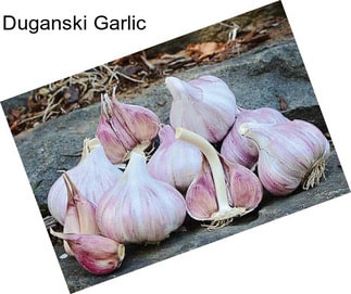 Duganski Garlic